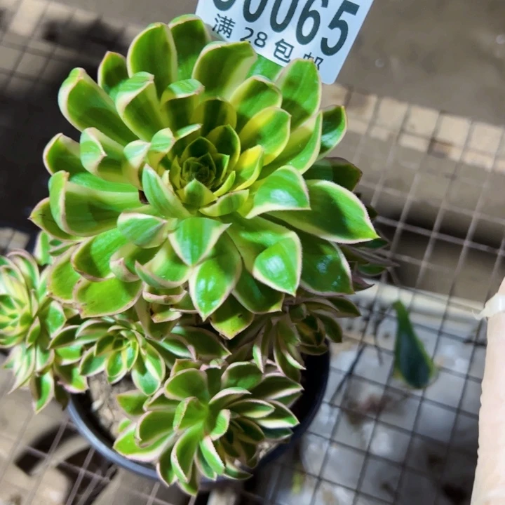 朵*0065青莲多肉植物法师