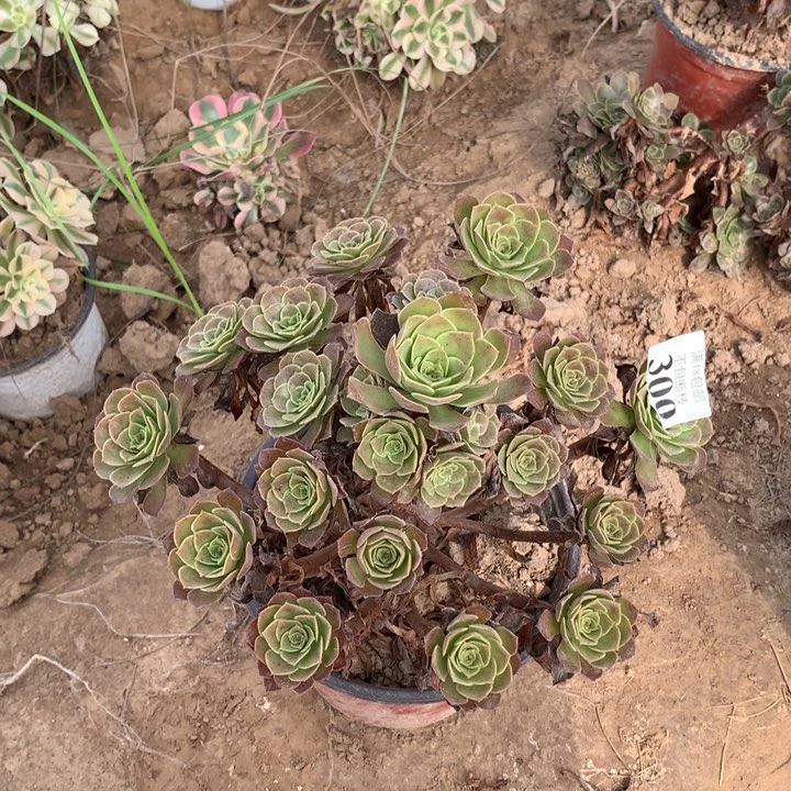 300荷兰玫瑰手捧4号