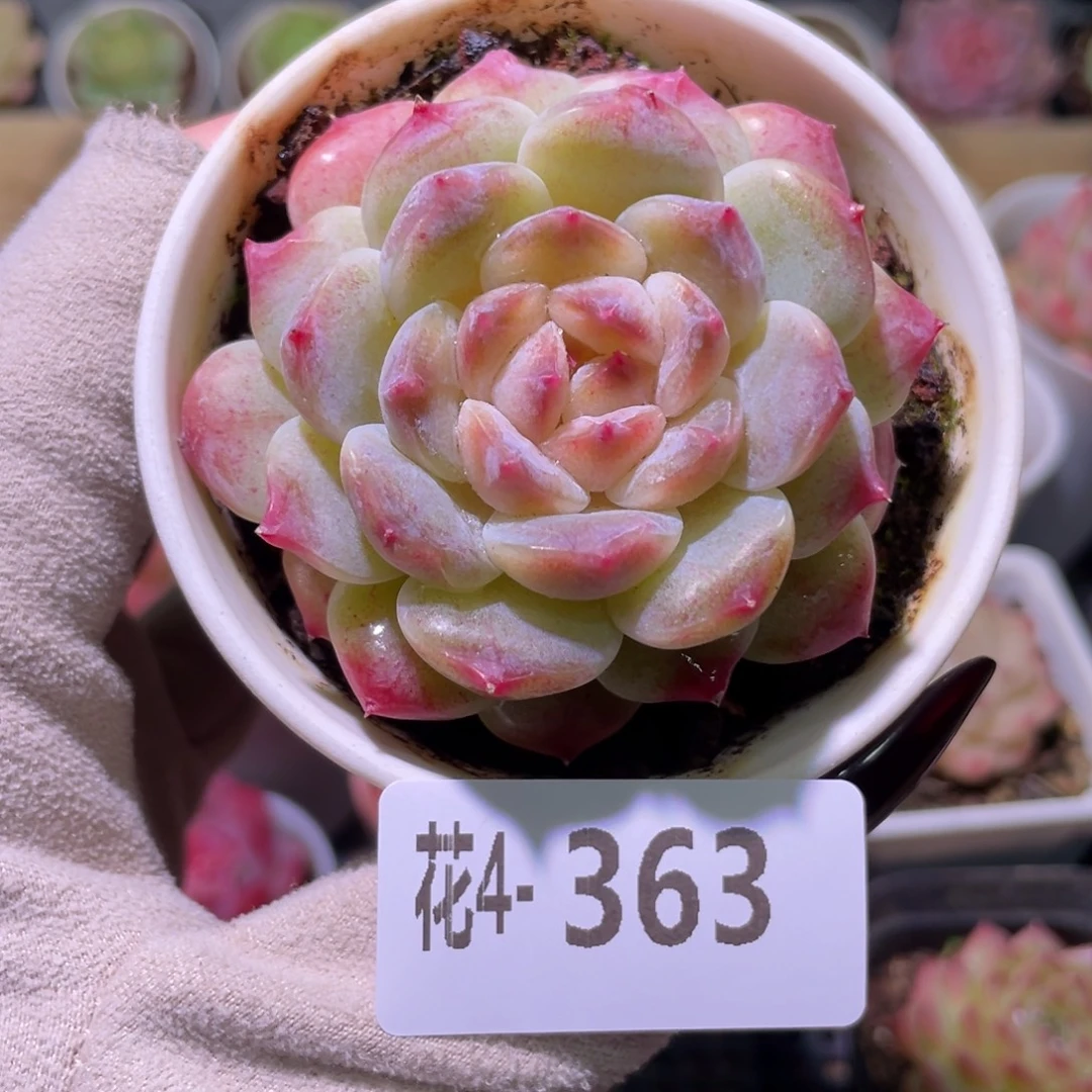 花利美4-363秘境冰魄