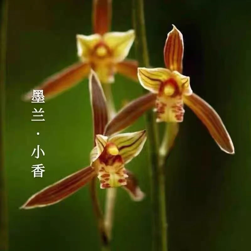 5-8花起！【墨兰小香】好养易活 兰花