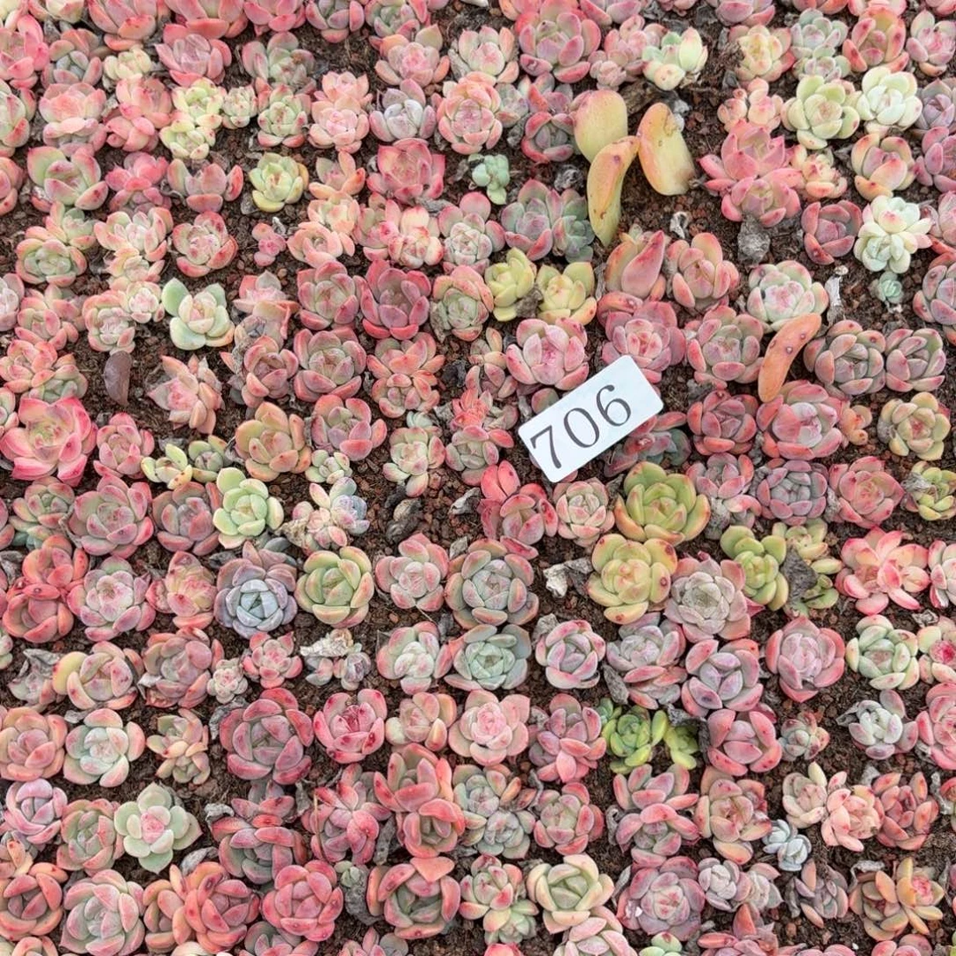 多肉植物多肉植物706