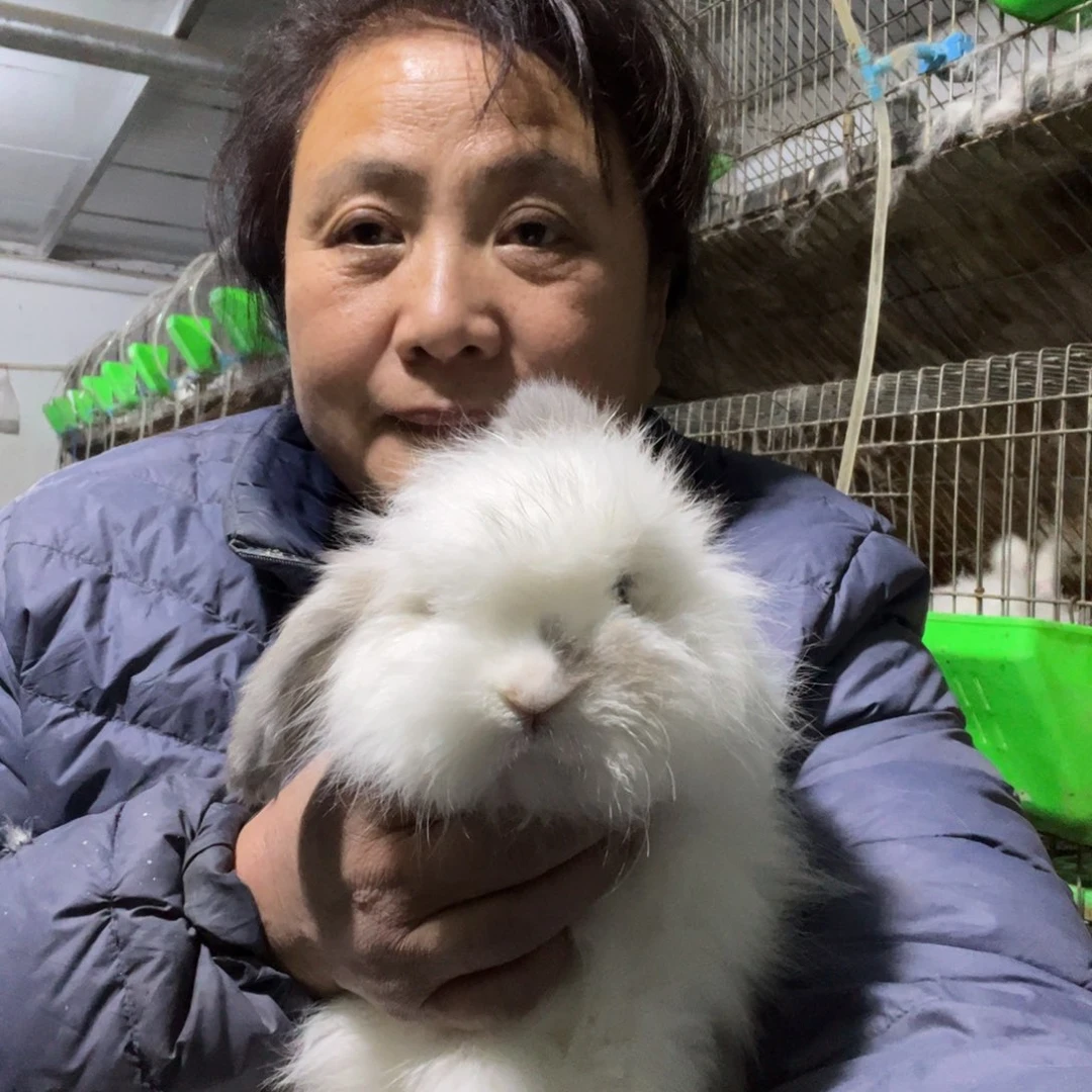 宠物兔英系安哥拉兔