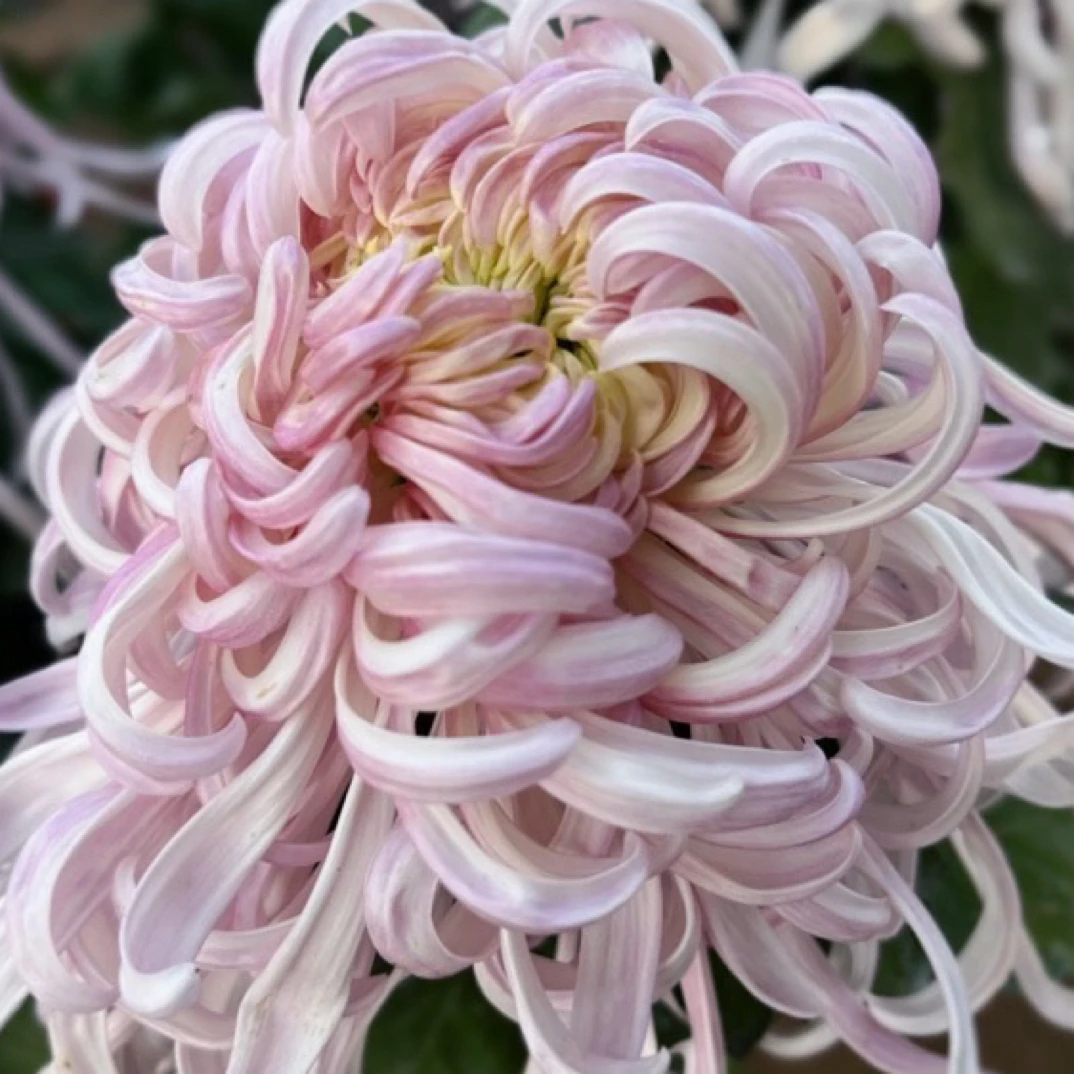 盘龙嫦娥，九月大菊多年生草本植物