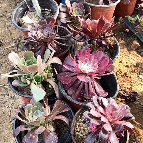 6棵玫瑰玫瑰玫瑰