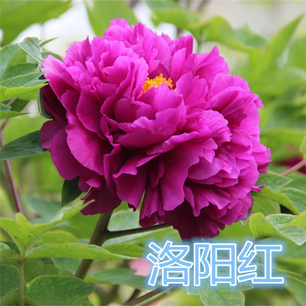 【盆栽洛阳红】 菏泽牡丹重瓣大花紫红色原盆原土发货