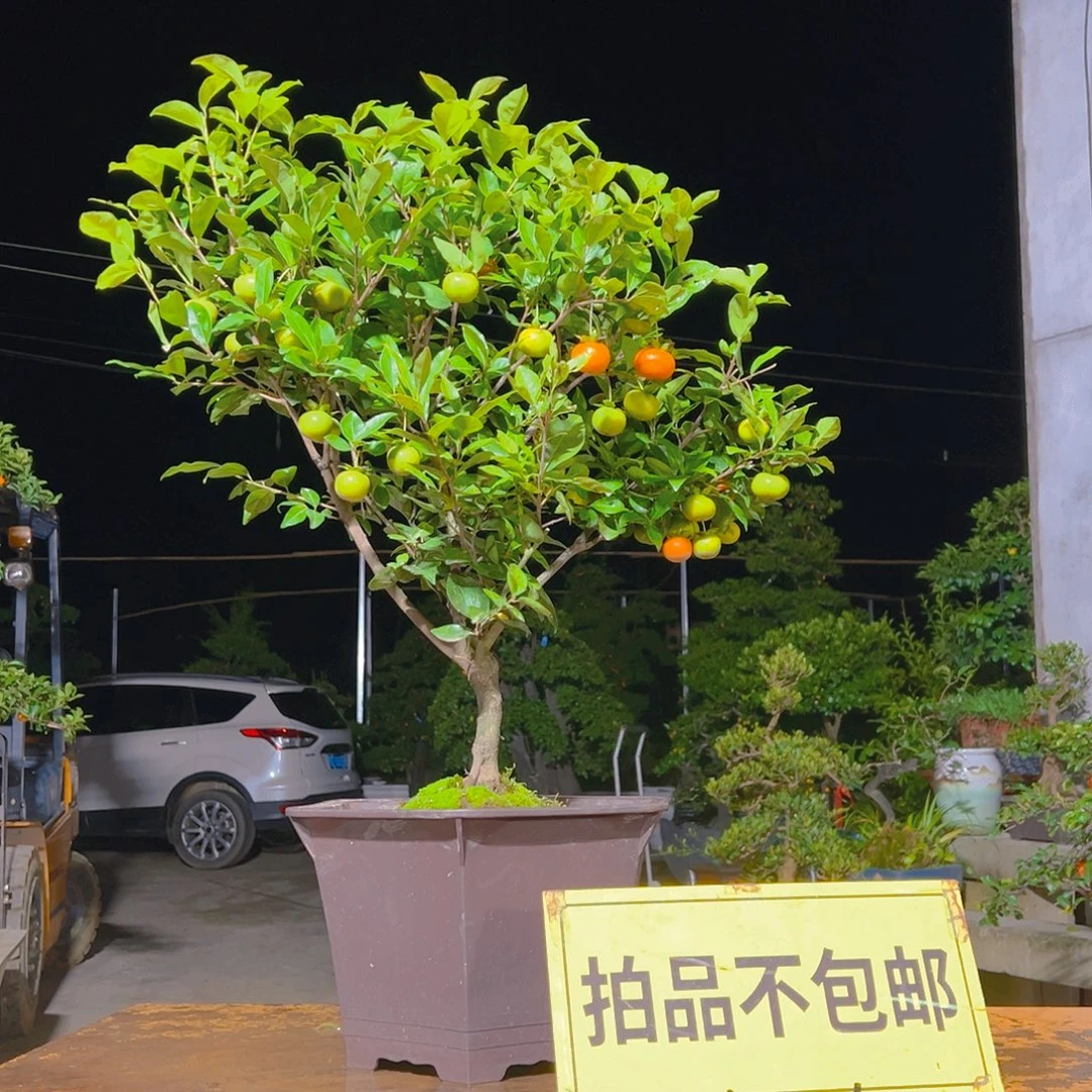 无花朵嫁接金弹子