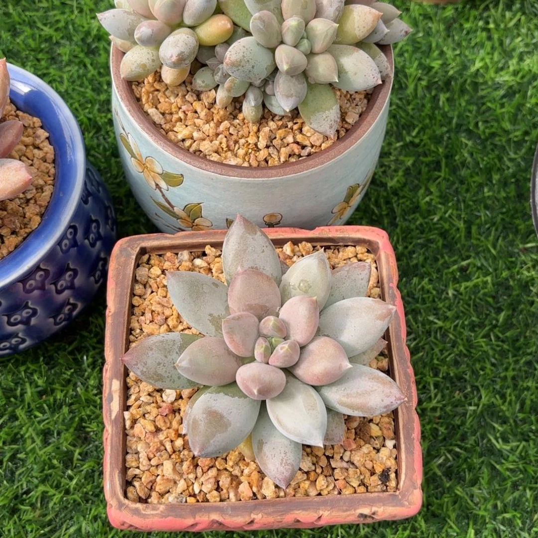 贝老师哥特罗利2棵，虞美人1棵