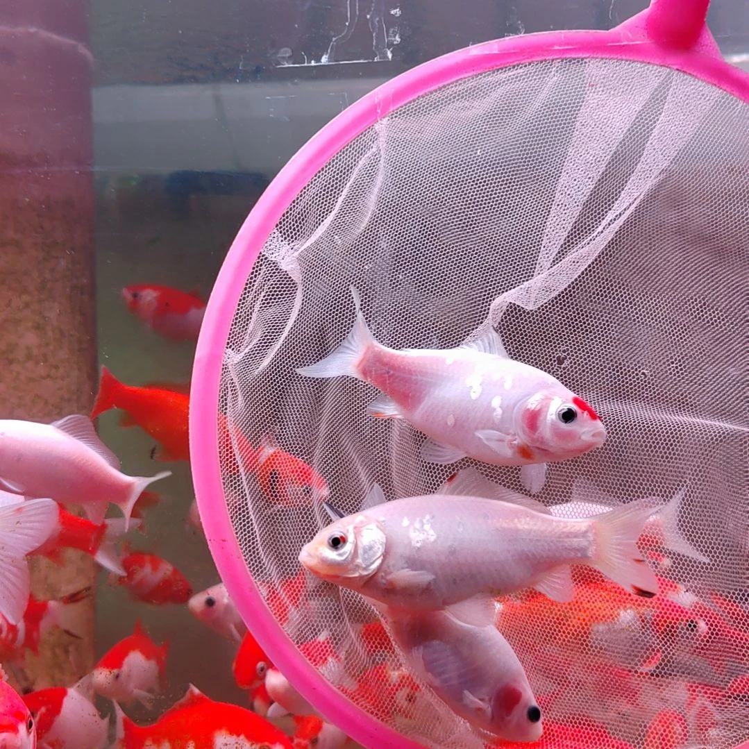 金鱼短尾草金冷水鱼