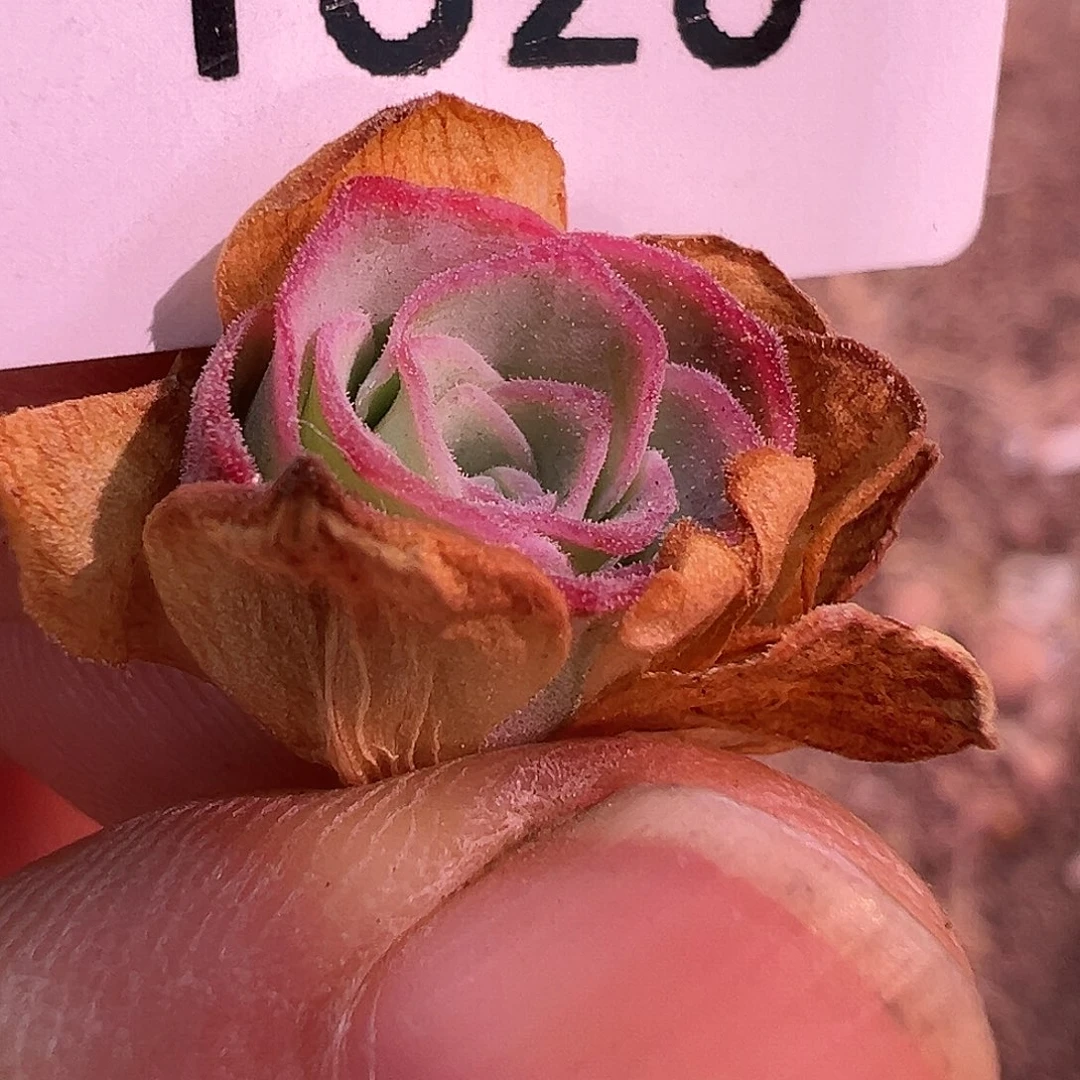 无**.帕美至爱级品x各种侧芽T526