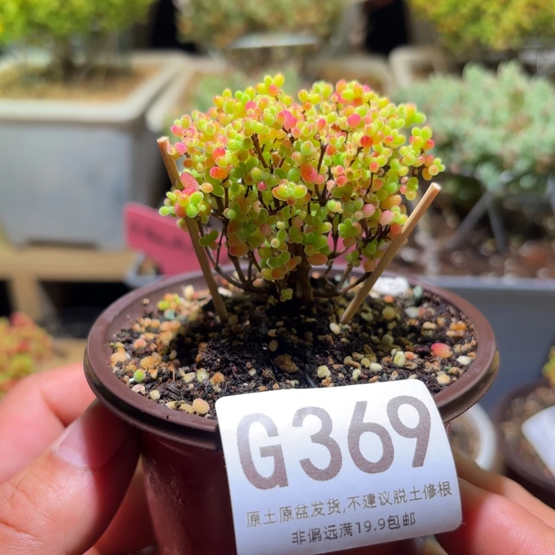 枝干番杏密橘糖球G369