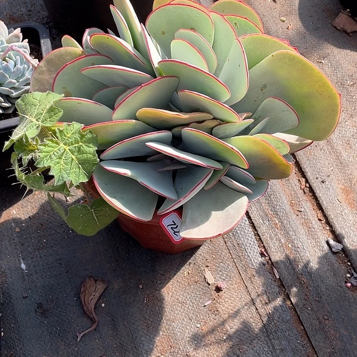 722白梅 一物一拍多肉