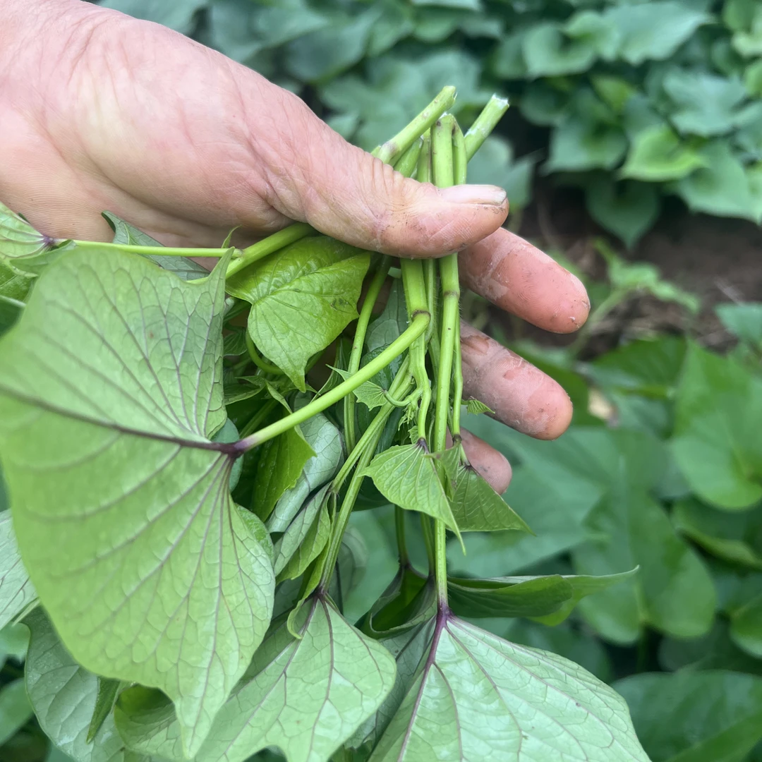 新鲜红薯叶嫩尖清香脆嫩农家自种食用时令蔬菜