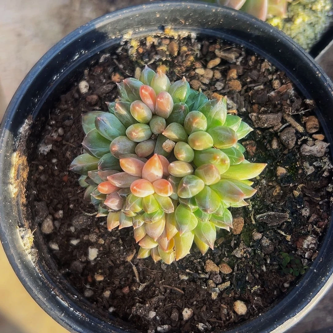 桔云多肉美人精品系列