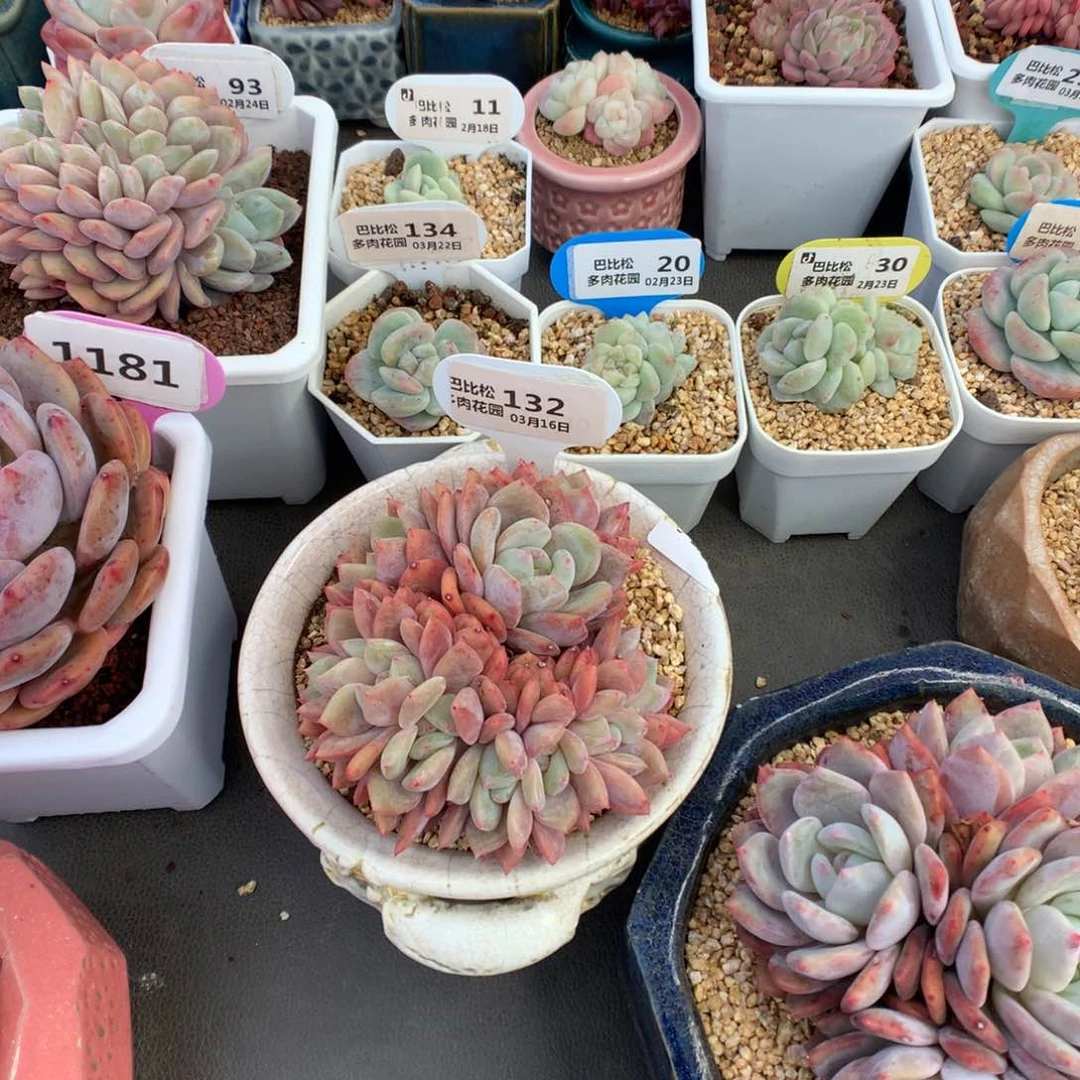 七**茄132梦露多肉植物