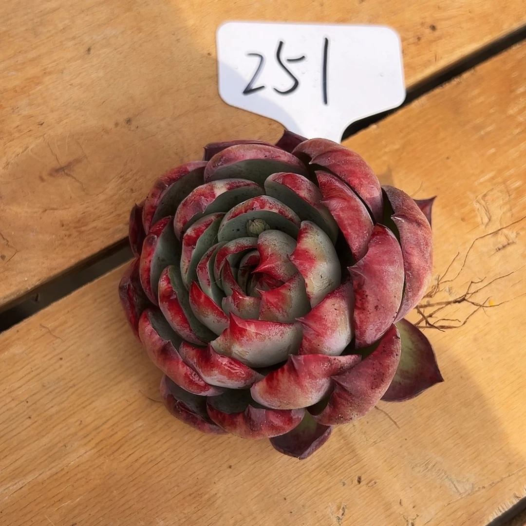 艺***昕惊鸿仙子一物一拍251号