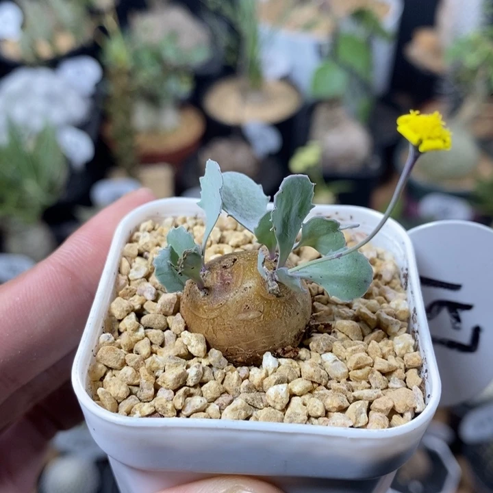 实生格加厚敦菊157号2.1cm