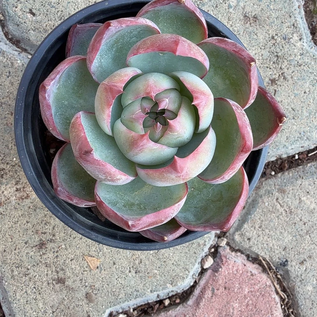 惊鸿仙子多肉植物精控
