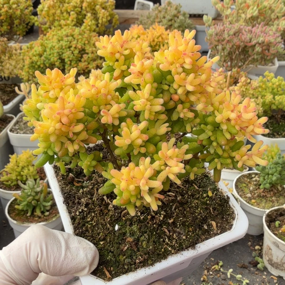 A617糖球3号锦枝干