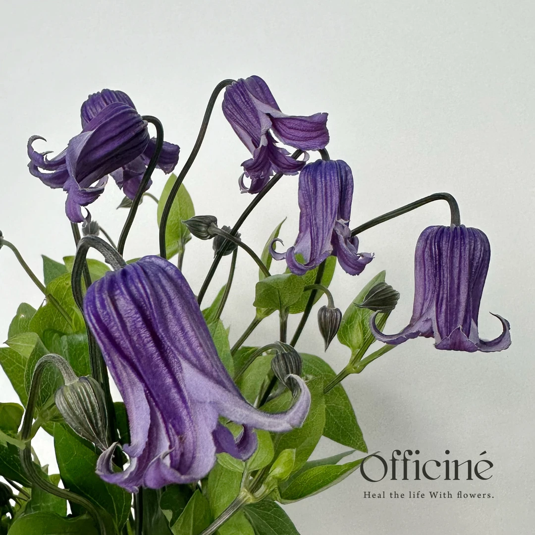 铃铛铁线莲 雷蒙德 Officine美好花市鲜切花云南直发顺丰空运