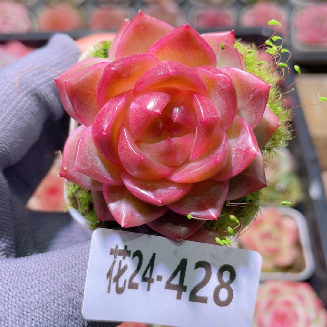 花利美24-428福利珍妮