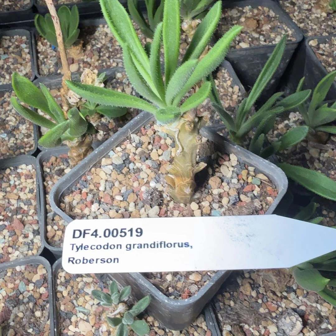 大华锦奇峰锦一个带盆