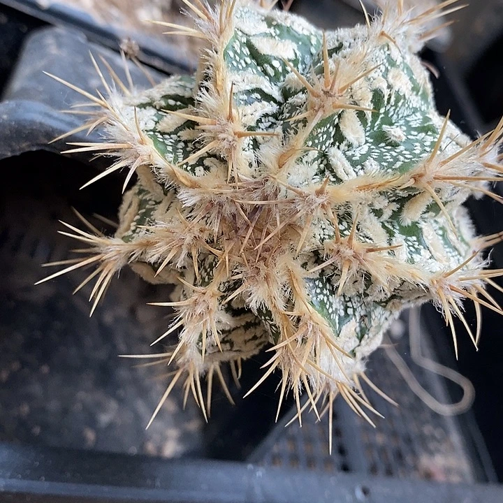 三角接金毛金刺富隆般若