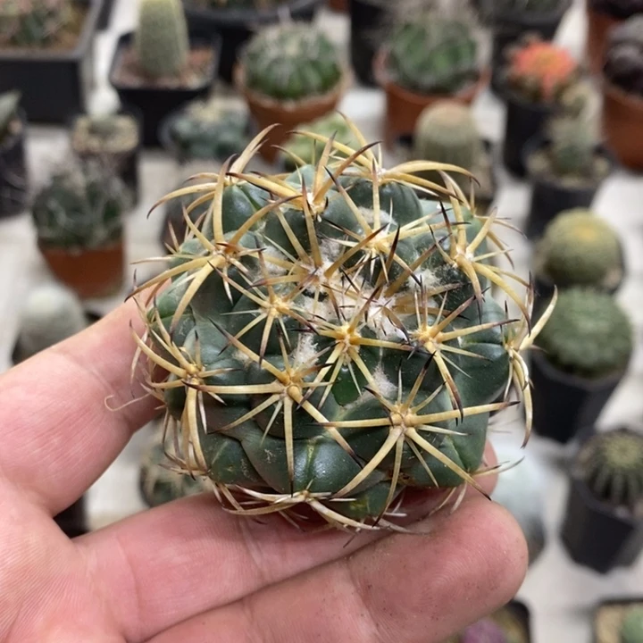 实生天丝象牙特价