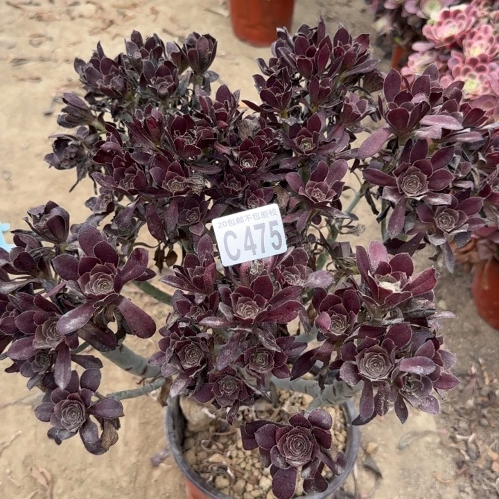 丽娜……多肉植物……