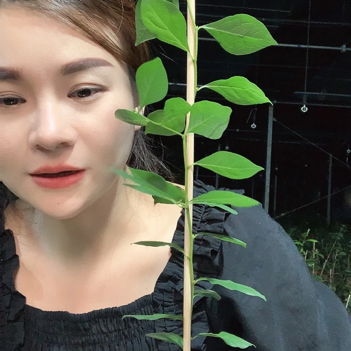 完全开放东方箭嫁接苗36.8