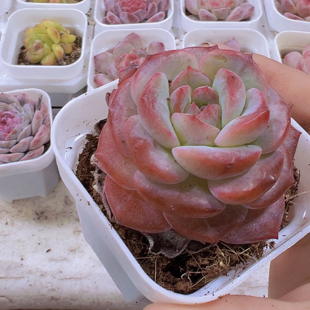 紫影19包邮多肉植物