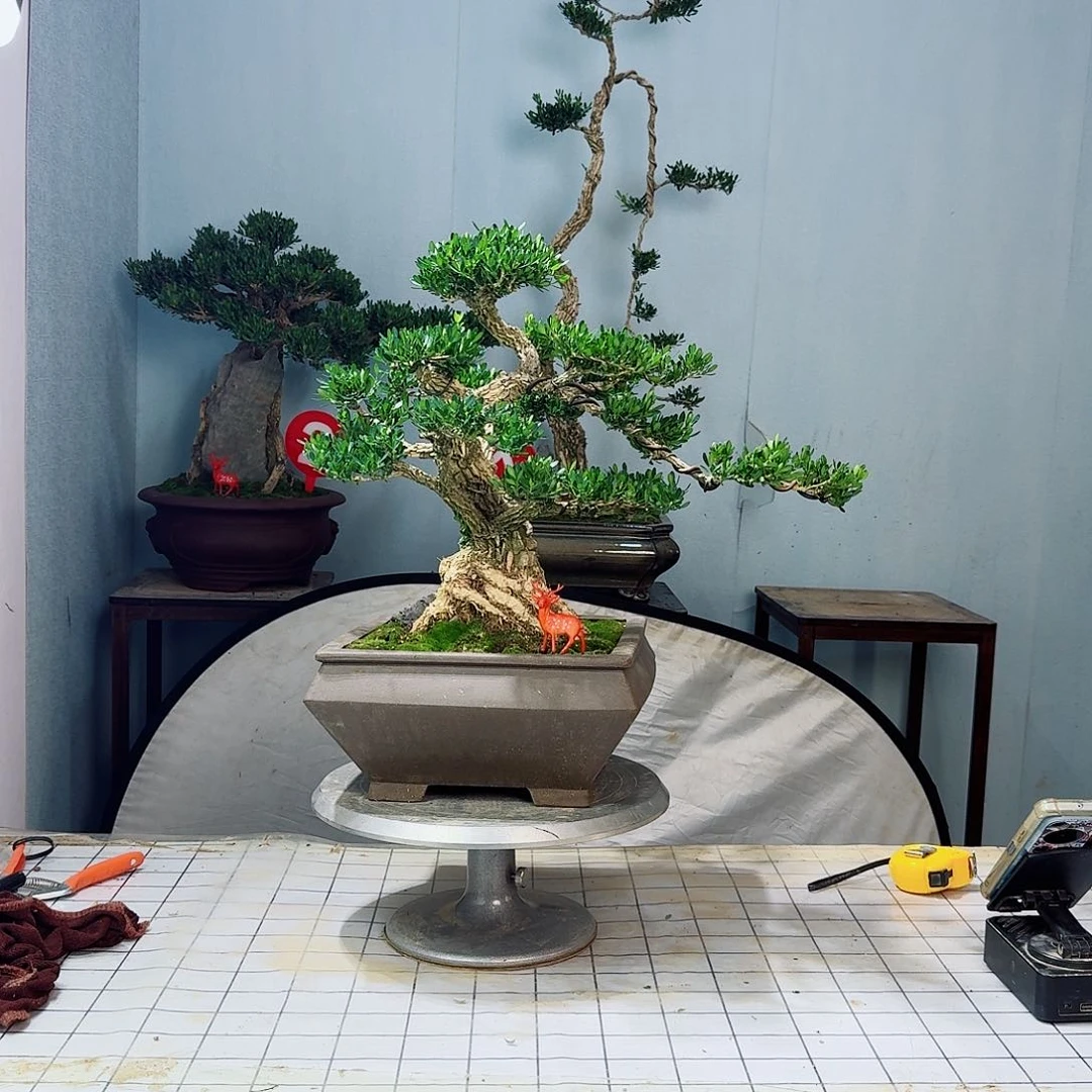 幽***！广东皱皮雀舌黄杨