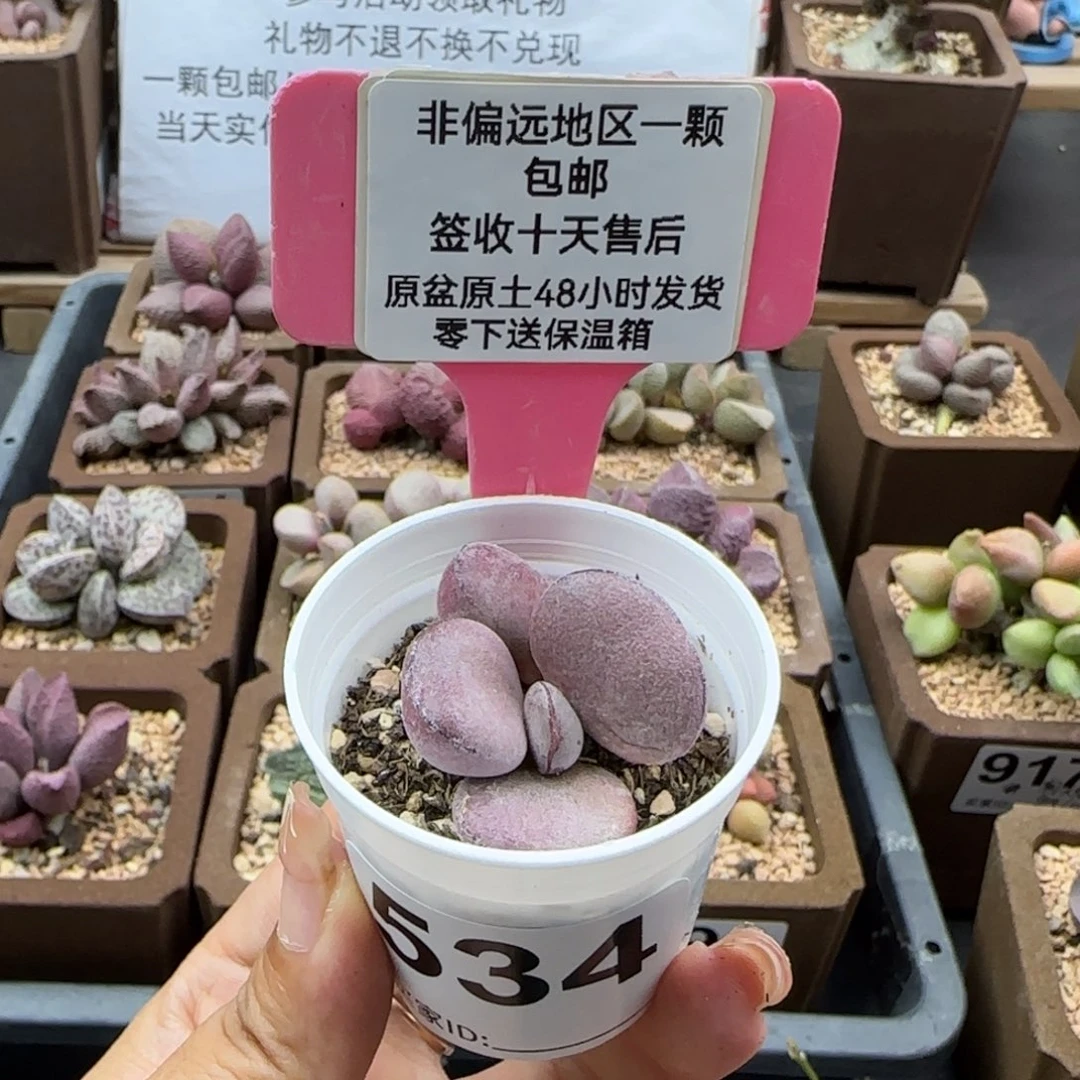 534球球紫蛋多肉植物