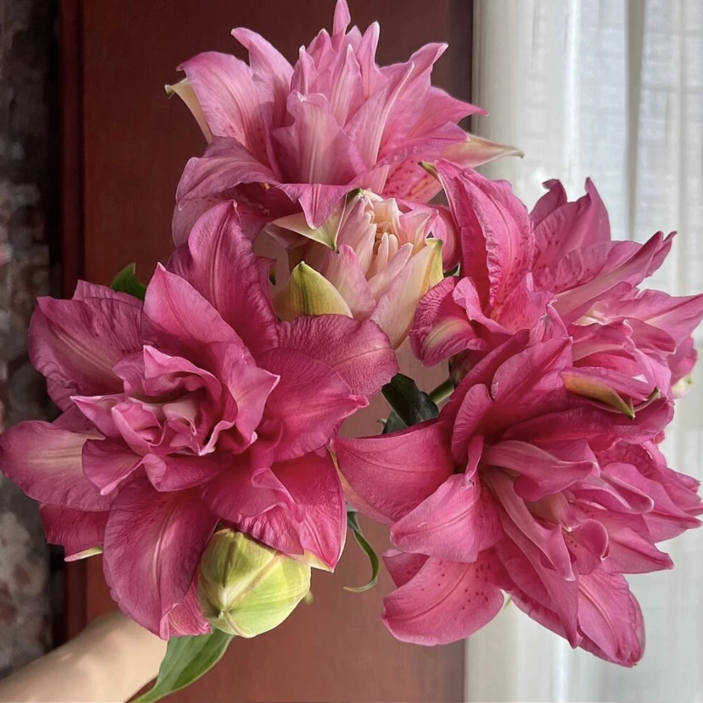 宝莲灯重瓣百合渐变粉色有香味水培鲜花