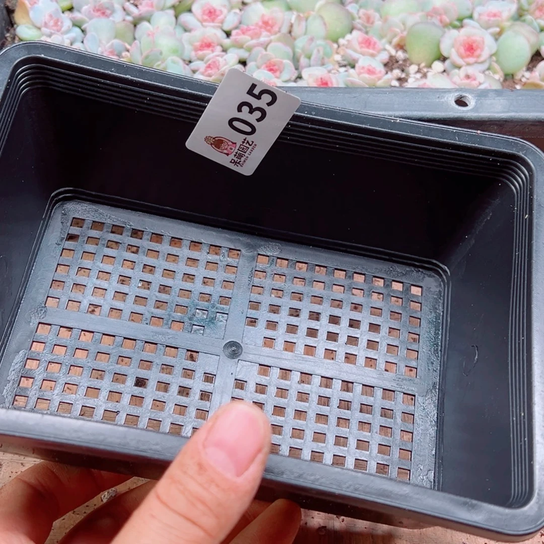 泡***x多肉植物多肉植物