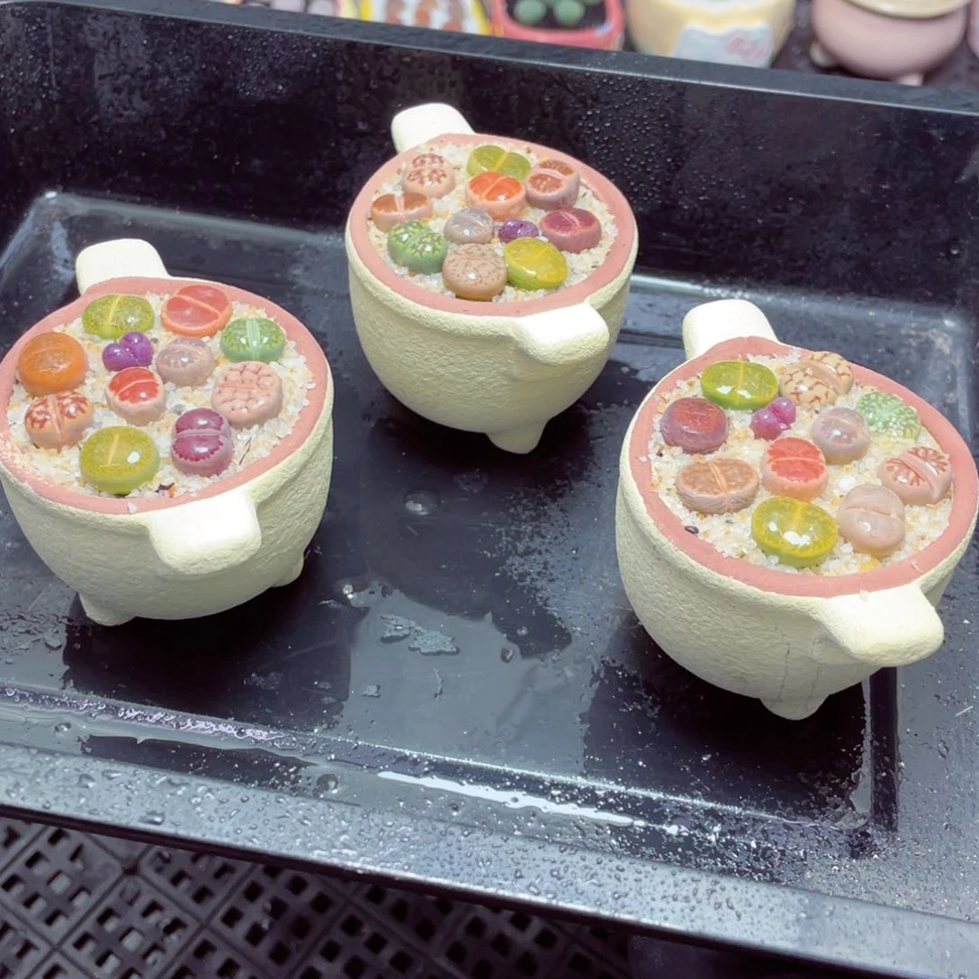 w55555-圆锅锅速干，一份一盆量拍