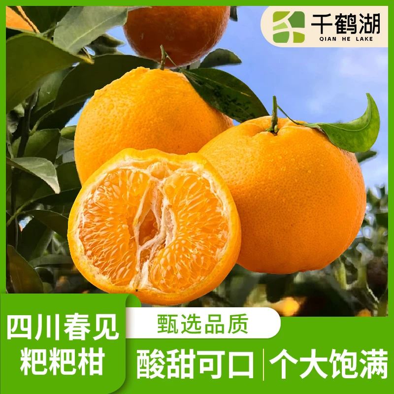 正宗四川春见耙耙柑现摘新鲜水果粑粑柑整箱装
