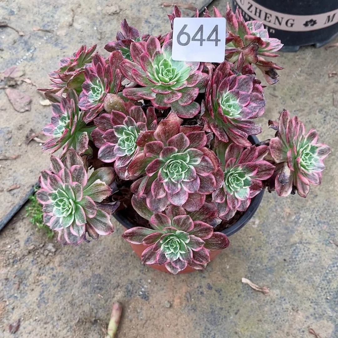 靖***5多肉植物644多肉