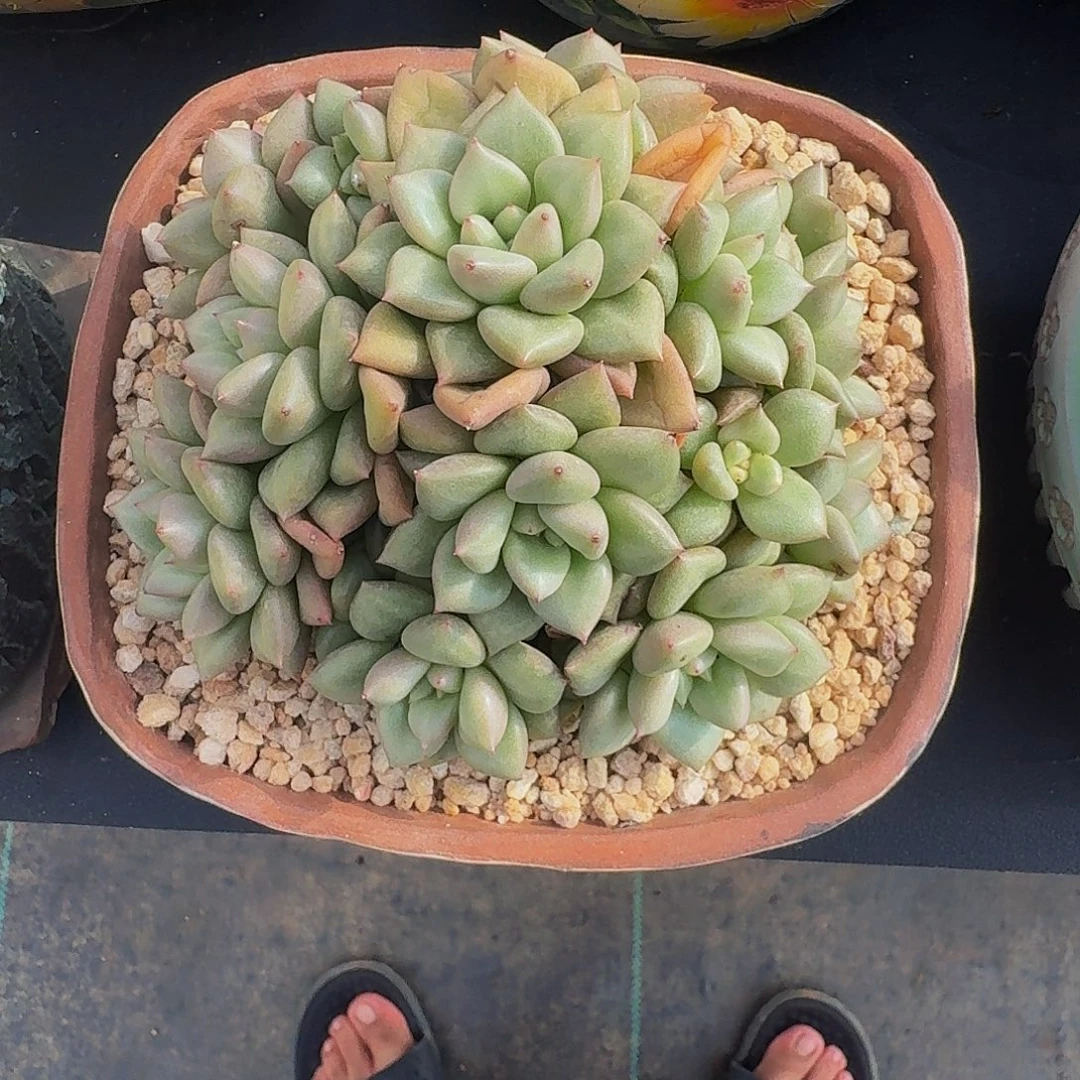 黄金象牙 缀化 一物一拍