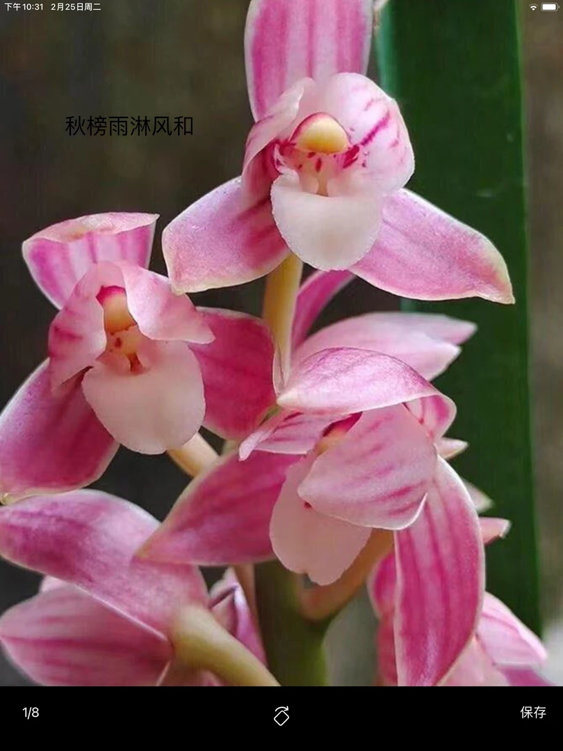 精品兰花秋榜日月星辰