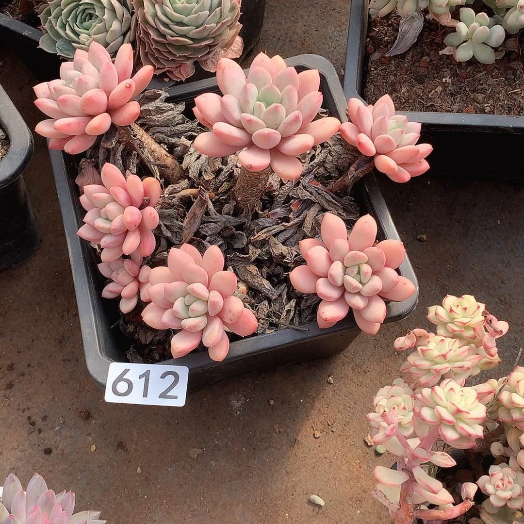 612 一物一拍多肉