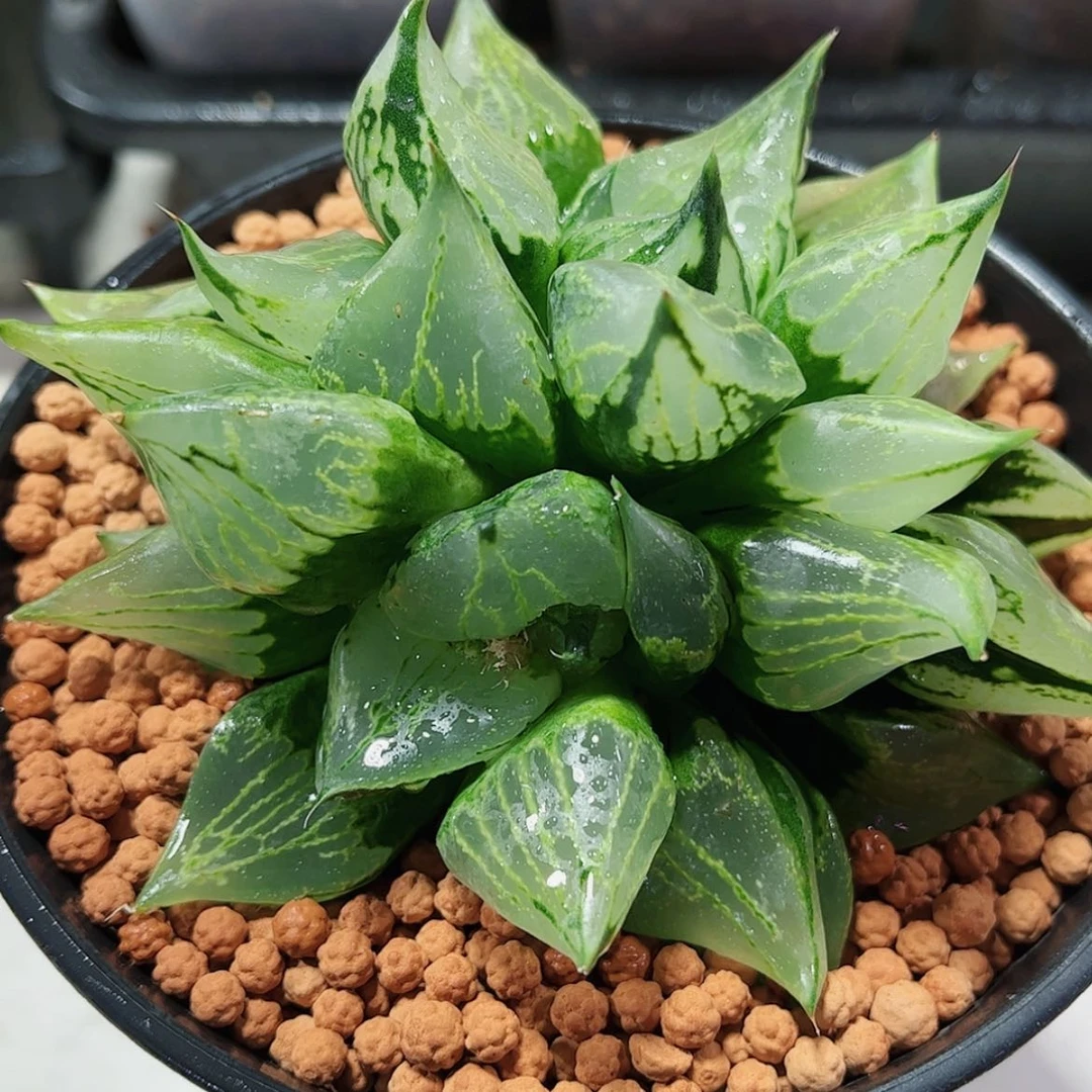 【闪购商品】W*裹缀1