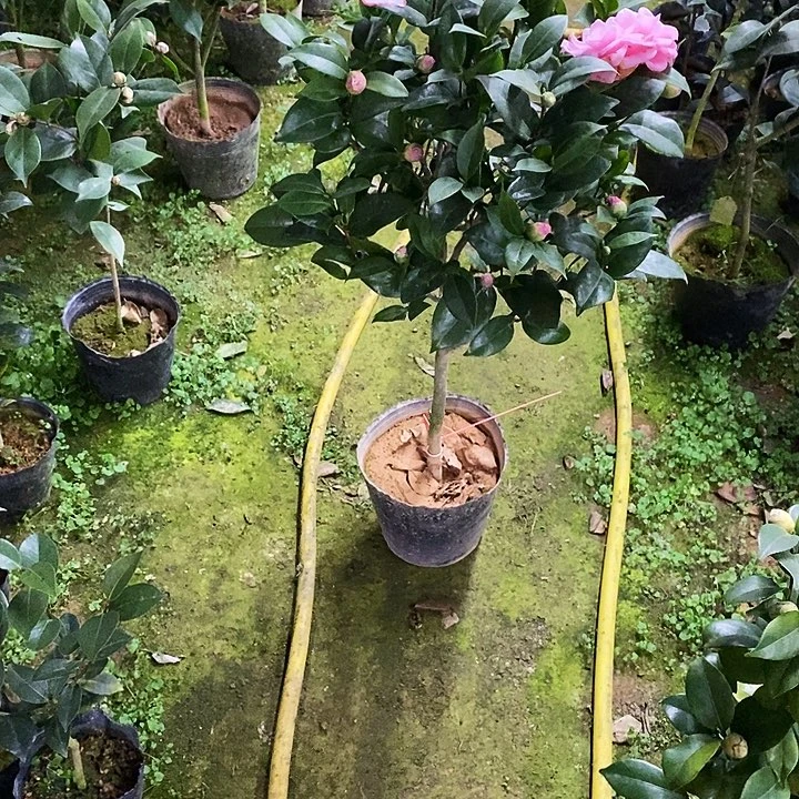 美人艳。      茶花。85高。