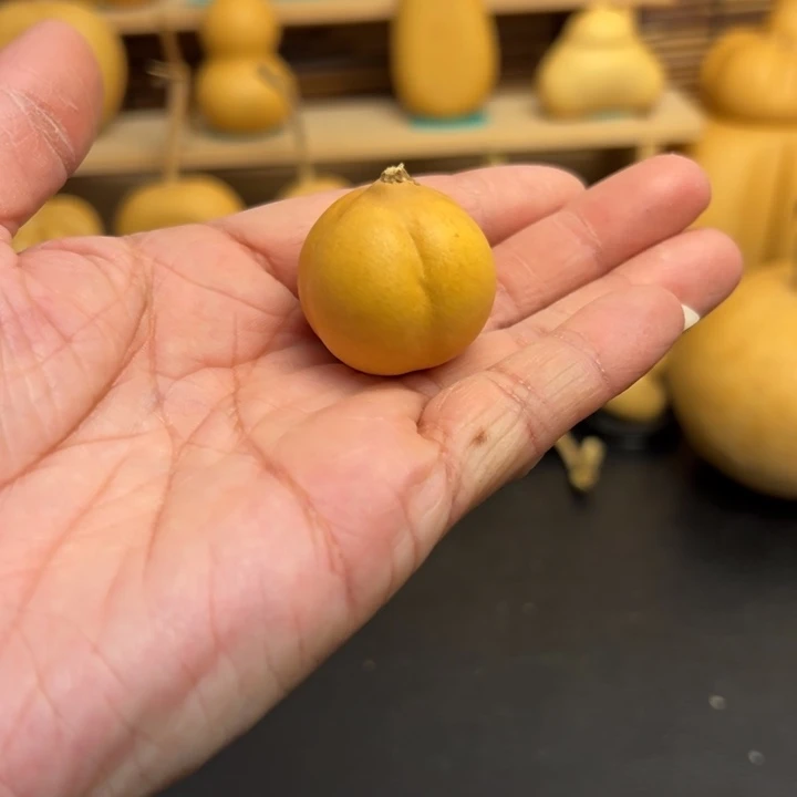 夏*葫芦葫芦葫芦葫芦葫芦葫芦