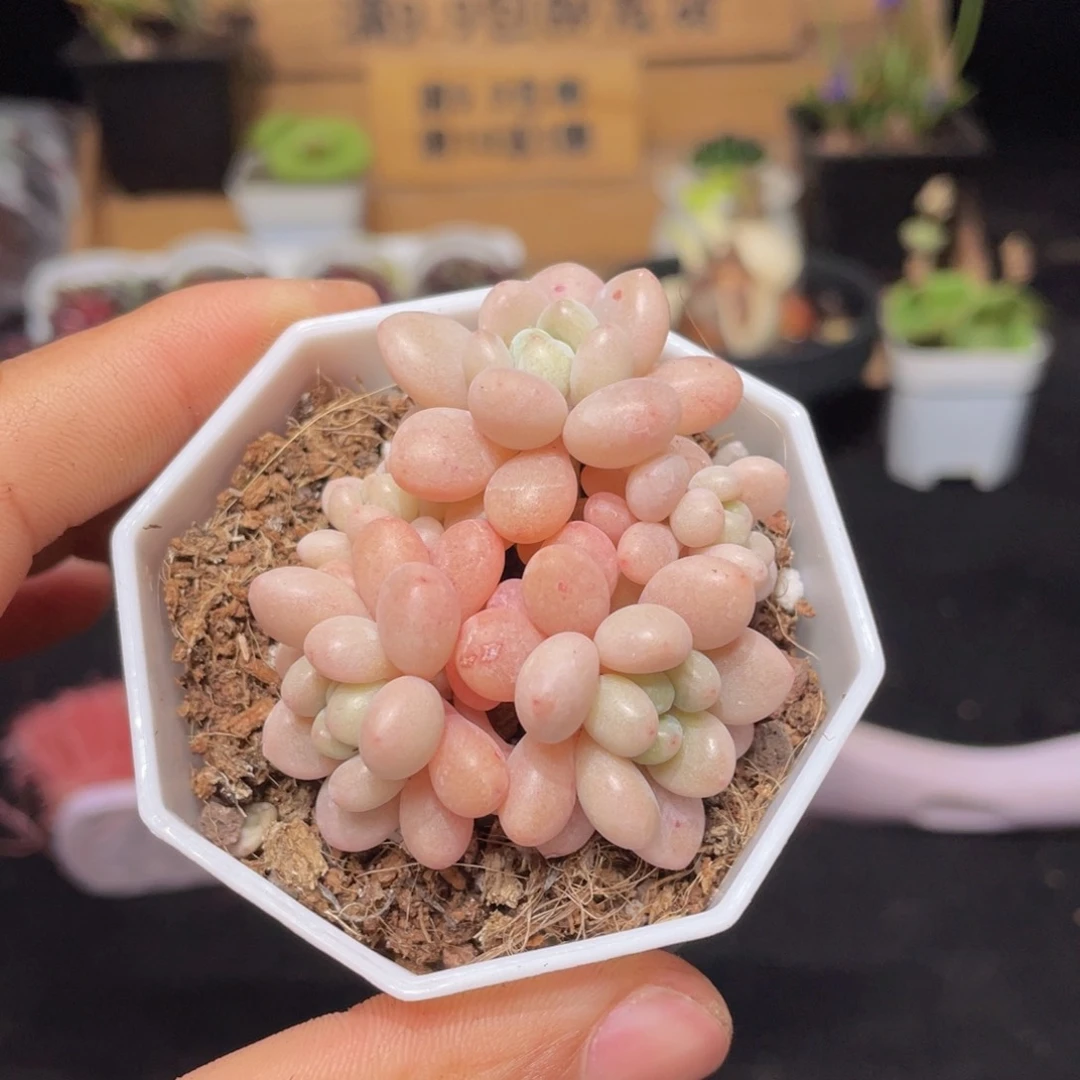 洛可可多肉9.9包邮发货