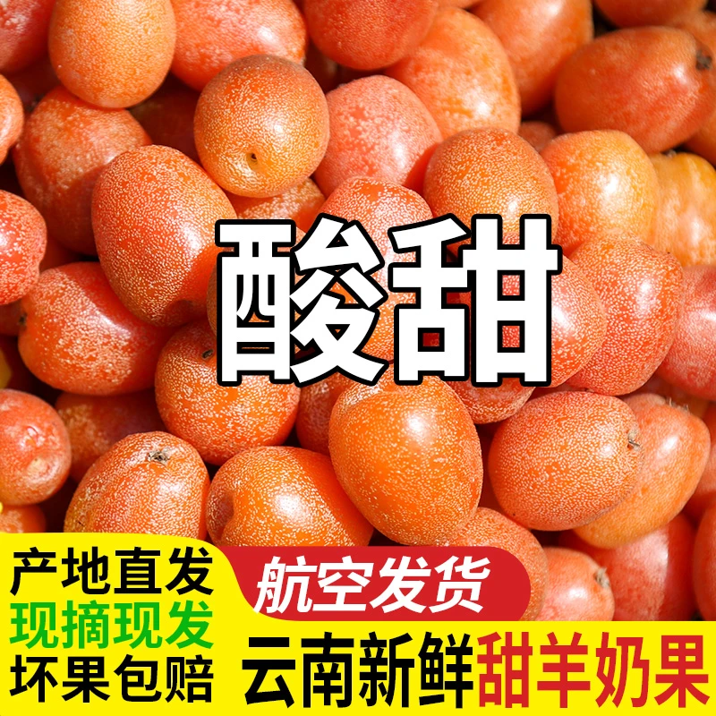 云南酸甜羊奶果新鲜洋奶果密花胡颓子腾冲时令稀有水果牛虱子特产