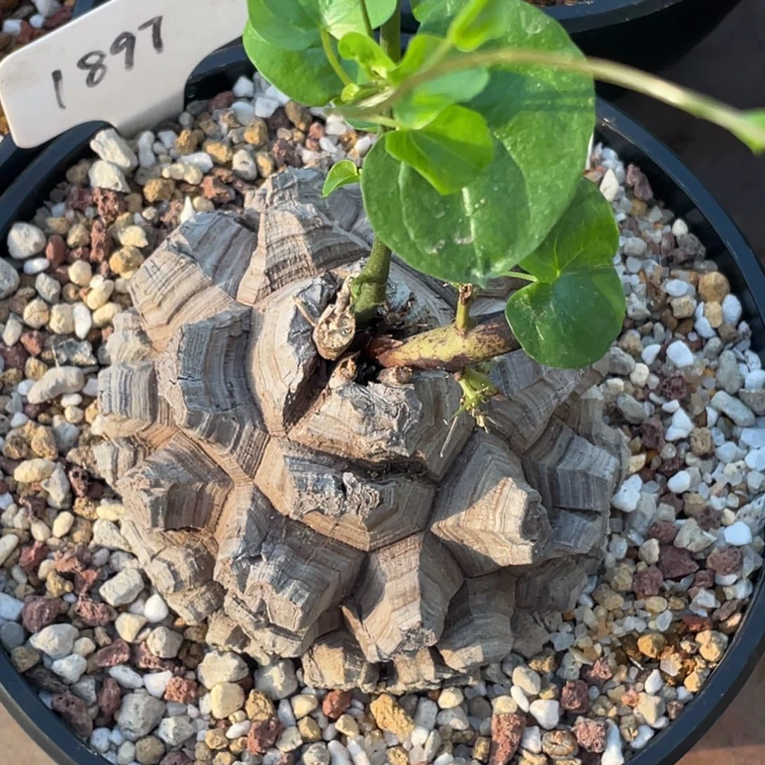 定养，剑甲，龟甲龙