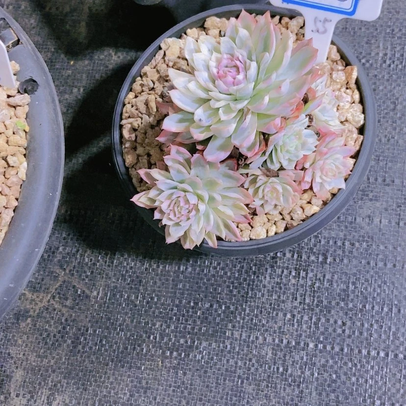 【闪购商品】刘*姐2538
