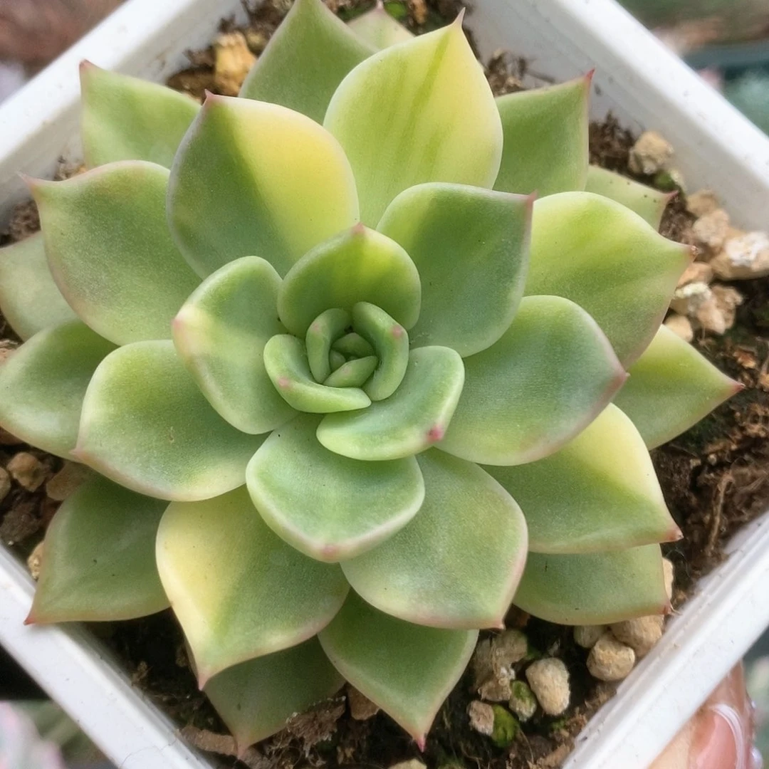 118红色斯特拉锦锦锦锦锦