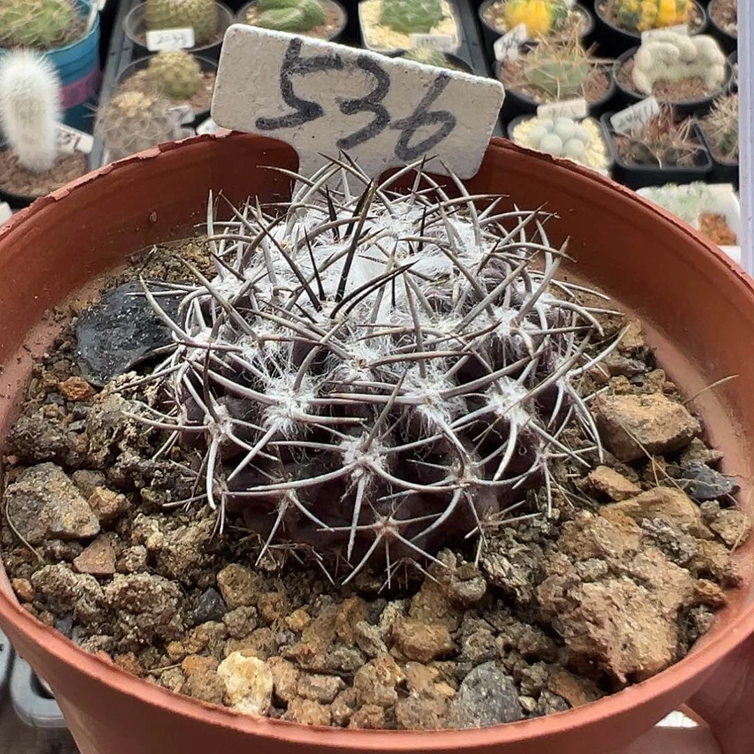 *****536专拍羊毛球实生144