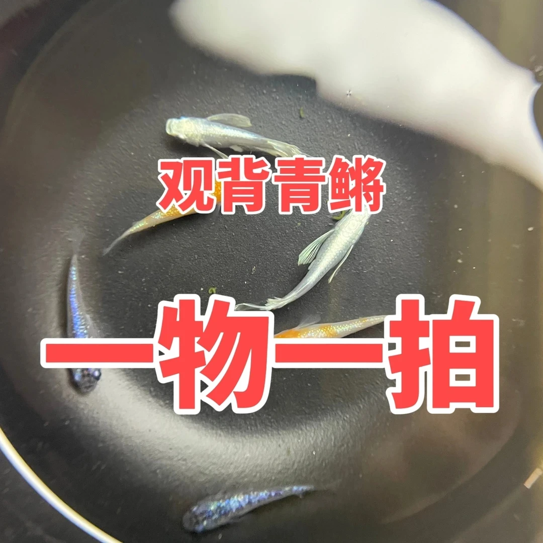 萌宠好物观背青鳉鱼一物一拍